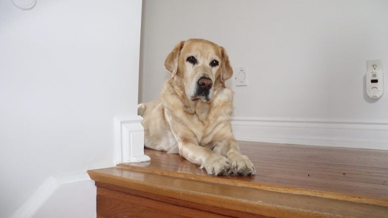 Golden Retriever’s Face as Proprietor Returns Goes Viral: ‘Where Receive You Been?’