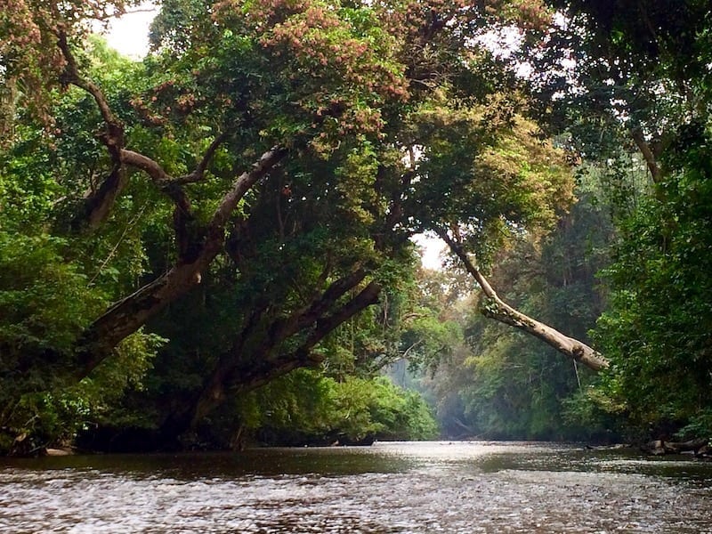 Pointers for The contrivance to Concept Your Itinerary for Taman Negara Rainforest