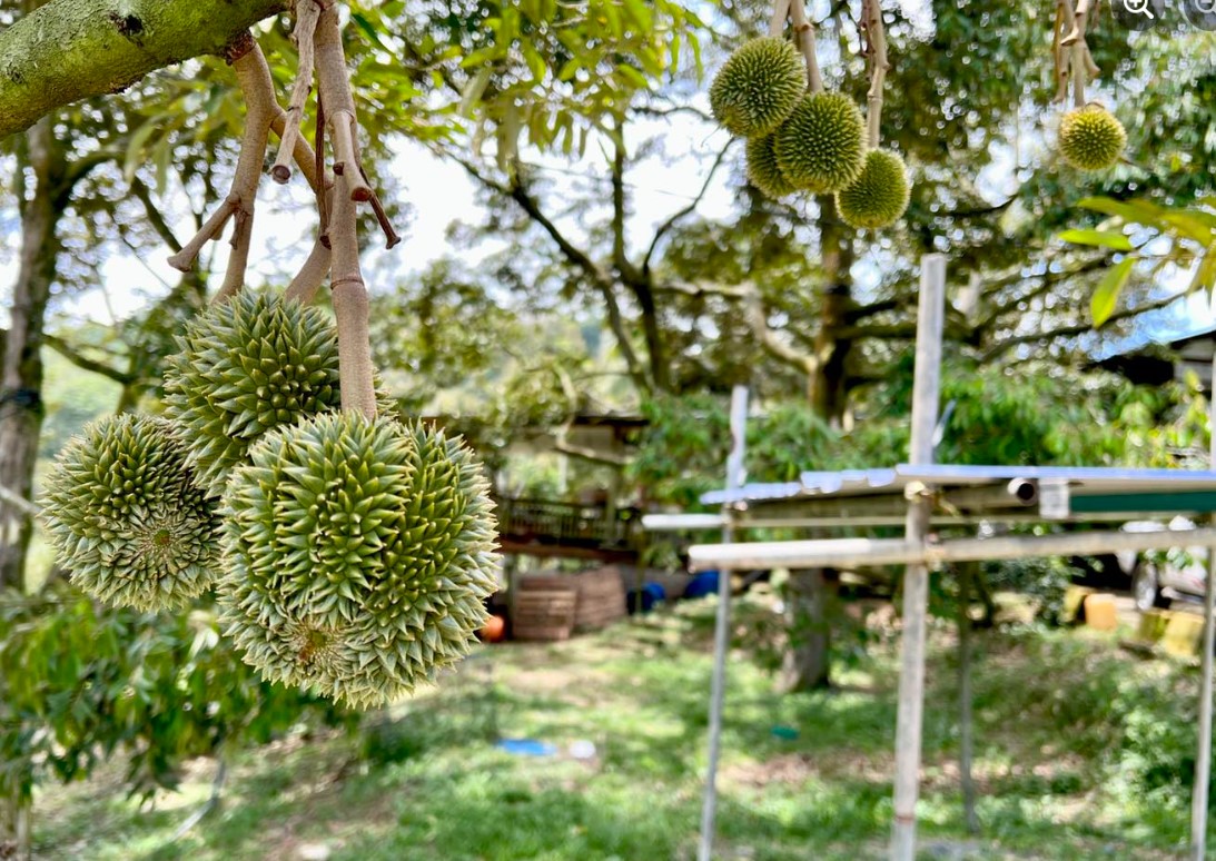 15 Tempat Menarik Di Raub | Memang Perfect! – Coklat Vanilla